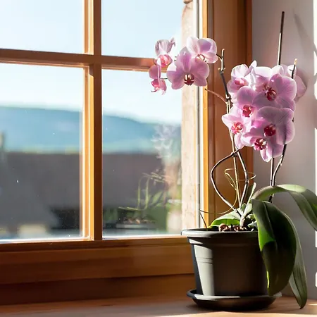 La Maison D'emilie 4* Pfaffenheim