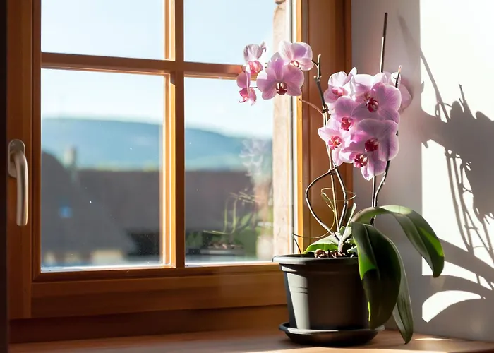 La Maison D'emilie 4* Pfaffenheim